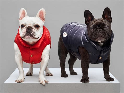 moncler dog jacket replica|moncler dog collar.